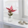 AGLAONEMA, горшечное растение, китайская вечнозеленая гидропоника 005.824.23