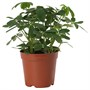 SCHEFFLERA ARBORICOLA, растение в горшке, Зонтичное дерево 906.245.60