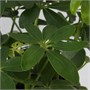 SCHEFFLERA ARBORICOLA, растение в горшке, Зонтичное дерево 906.245.60