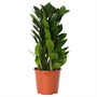 ZAMIOCULCAS, растение в горшке, ароидная пальма 304.700.18