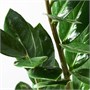 ZAMIOCULCAS, растение в горшке, ароидная пальма 304.700.18