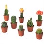 CACTACEAE, растение в горшке, кактус/ассорти 605.743.59