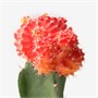 CACTACEAE, растение в горшке, кактус/ассорти 605.743.59