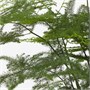 ASPARAGUS SETACEUS, растение, кружевной папоротник/гидропоник 305.057.01