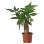 PACHIRA AQUATICA, растение в горшке, гвинейский каштан 603.851.70