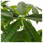 PACHIRA AQUATICA, растение в горшке, гвинейский каштан 603.851.70