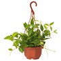 PEPEROMIA TETRAGONA, подвесное растение, параллельная пеперомия 304.942.55
