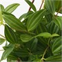 PEPEROMIA TETRAGONA, подвесное растение, параллельная пеперомия 304.942.55
