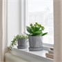 KALANCHOE, растение в горшке, Flaming Katy в ассортименте 504.797.44