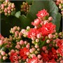 KALANCHOE, растение в горшке, Flaming Katy в ассортименте 504.797.44