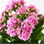 KALANCHOE, растение в горшке, Flaming Katy в ассортименте 504.797.44