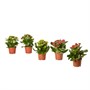 KALANCHOE, растение в горшке, Flaming Katy 106.245.59