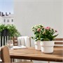KALANCHOE, растение в горшке, Flaming Katy 106.245.59