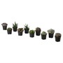 SUCCULENT, растение в горшке, суккулент 005.479.91