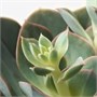 SUCCULENT, растение в горшке, суккулент 005.479.91
