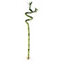 DRACAENA LUCKY BAMBOO, завод, спираль 405.479.89