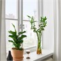 DRACAENA LUCKY BAMBOO, завод, спираль 405.479.89