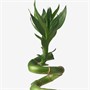 DRACAENA LUCKY BAMBOO, завод, спираль 405.479.89