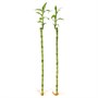 DRACAENA LUCKY BAMBOO, пламени 605.479.93