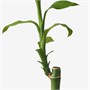 DRACAENA LUCKY BAMBOO, пламени 605.479.93