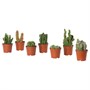 CACTACEAE, растение в горшке, кактус/ассорти 003.851.87