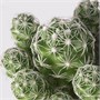 CACTACEAE, растение в горшке, кактус/ассорти 003.851.87