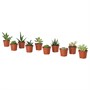 SUCCULENT, растение в горшке, ассорти/Суккулент 503.851.56