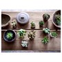 SUCCULENT, растение в горшке, ассорти/Суккулент 503.851.56