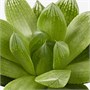 SUCCULENT, растение в горшке, ассорти/Суккулент 503.851.56