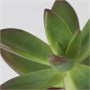 SUCCULENT, растение в горшке, ассорти/Суккулент 503.851.56