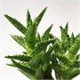 SUCCULENT, растение в горшке, ассорти/Суккулент 503.851.56