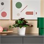 FEJKA, искусственное горшечное растение для дома и улицы Jewel orchid 806.008.71