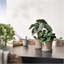 FEJKA, искусственное горшечное растение для дома и улицы Jewel orchid 806.008.71