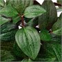 FEJKA, искусственное горшечное растение для дома и улицы Jewel orchid 806.008.71