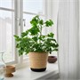 TÄRNMÅS, горшок для растений, для интерьера/бежевый/черный 006.271.86