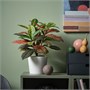 FEJKA, искусственное горшечное растение для дома и улицы Кротон 106.008.84