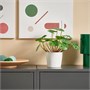 FEJKA, искусственное горшечное растение для дома и улицы Пилея 206.008.88