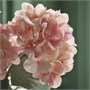 SMYCKA, искусственный цветок, гортензия для внутреннего/уличного использования/светло-розовый 806.373.32