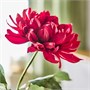 SMYCKA, искусственный цветок для дома и улицы Георгин/красный 306.080.06