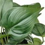 FEJKA, искусственное растение в горшке для дома и улицы Golden Pothos/подвесное 906.152.78