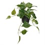 FEJKA, искусственное растение в горшке для дома и улицы Golden Pothos/подвесное 505.780.70