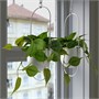 FEJKA, искусственное растение в горшке для дома и улицы Golden Pothos/подвесное 505.780.70
